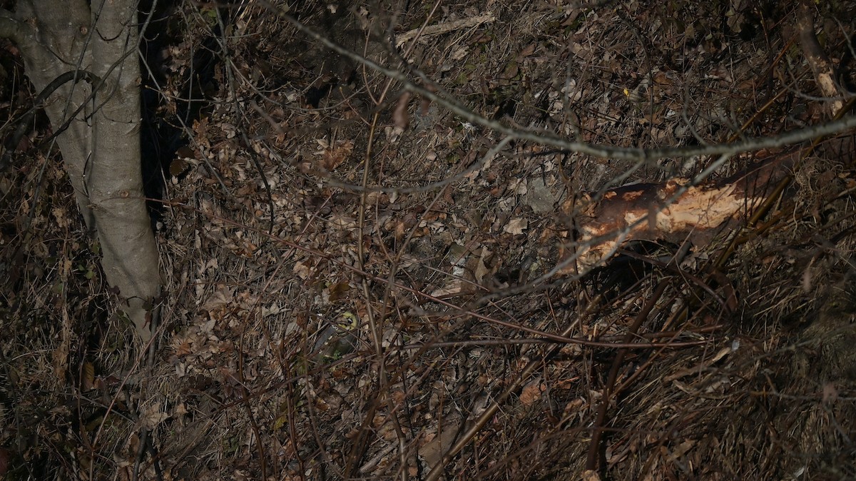 Rougegorge familier - ML646643482