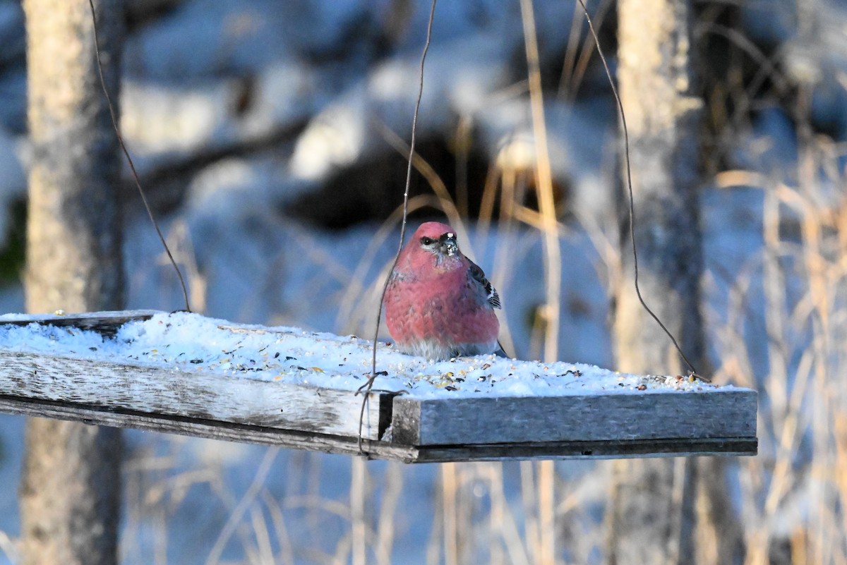 Hakengimpel - ML646643483