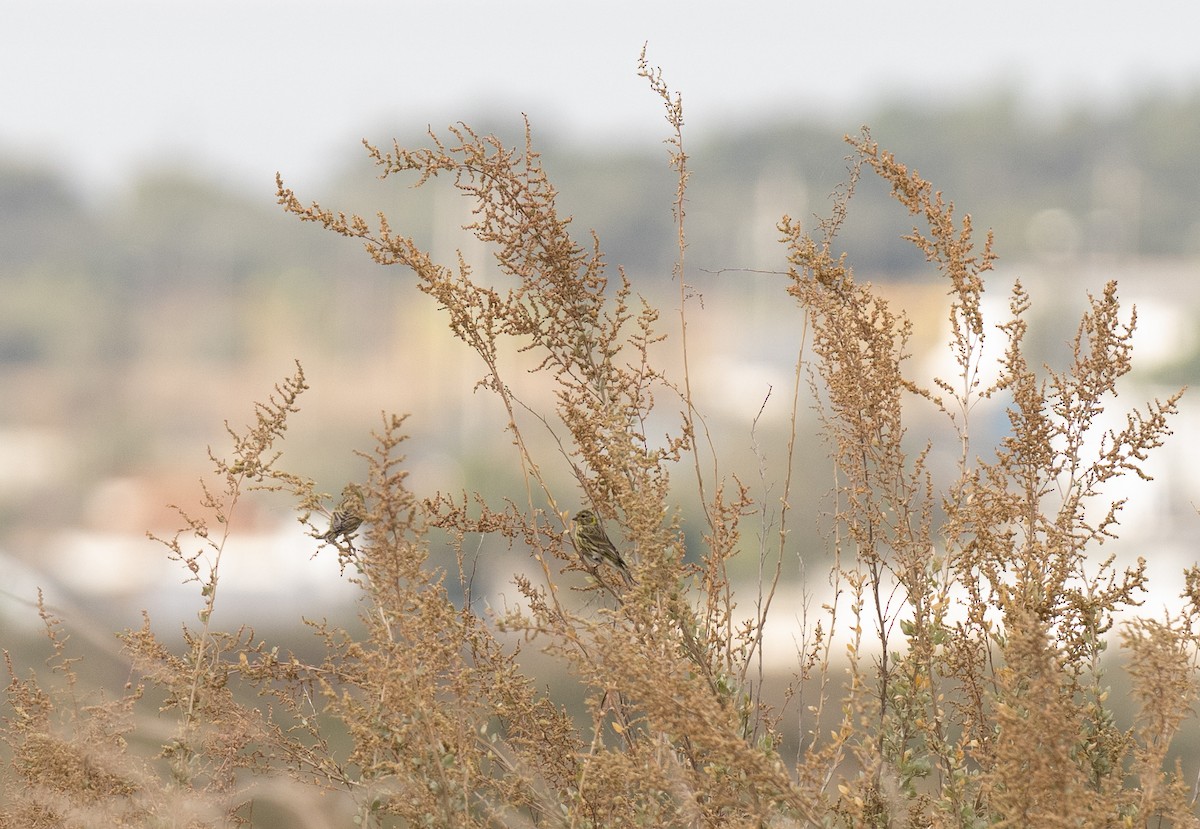 zvonohlík zahradní - ML646643484