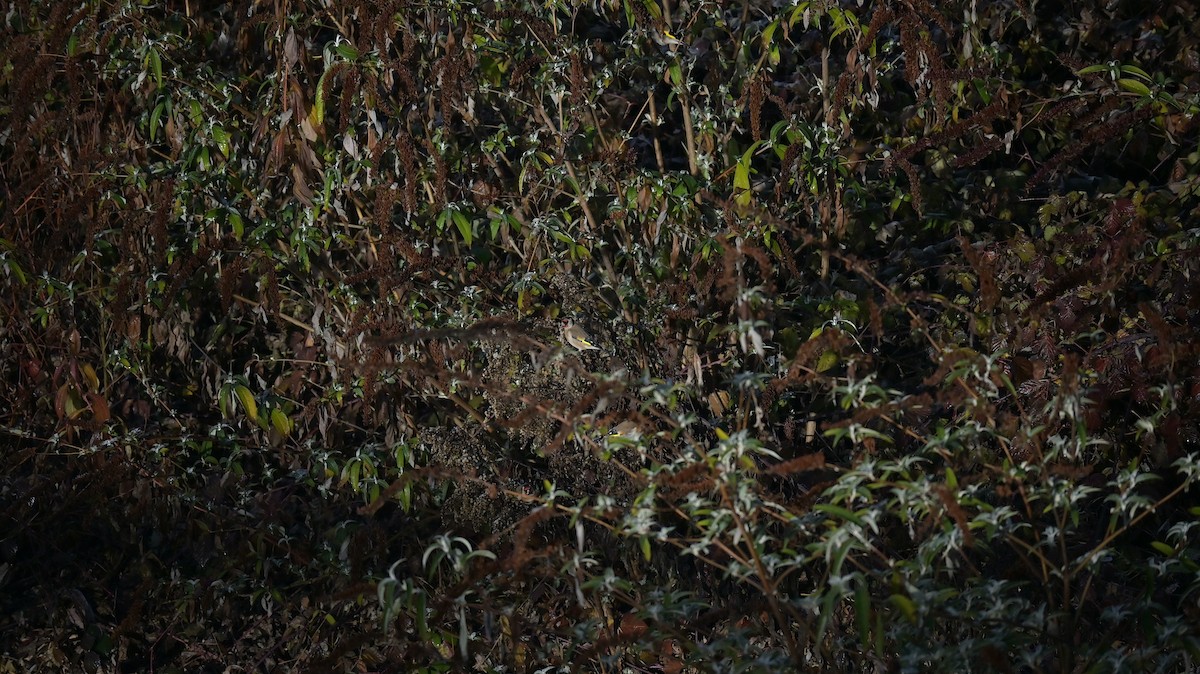 Chardonneret élégant - ML646643487