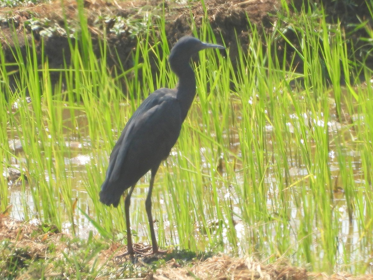 Airone ardesia - ML646643491