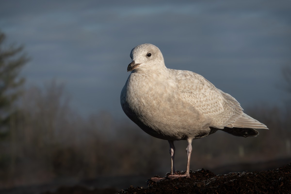 Iceland Gull - ML646643492