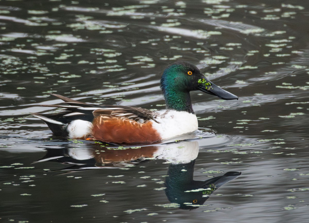 Халбага нугас - ML646643493