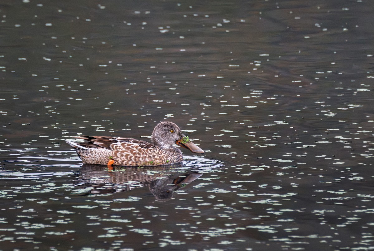 Халбага нугас - ML646643495