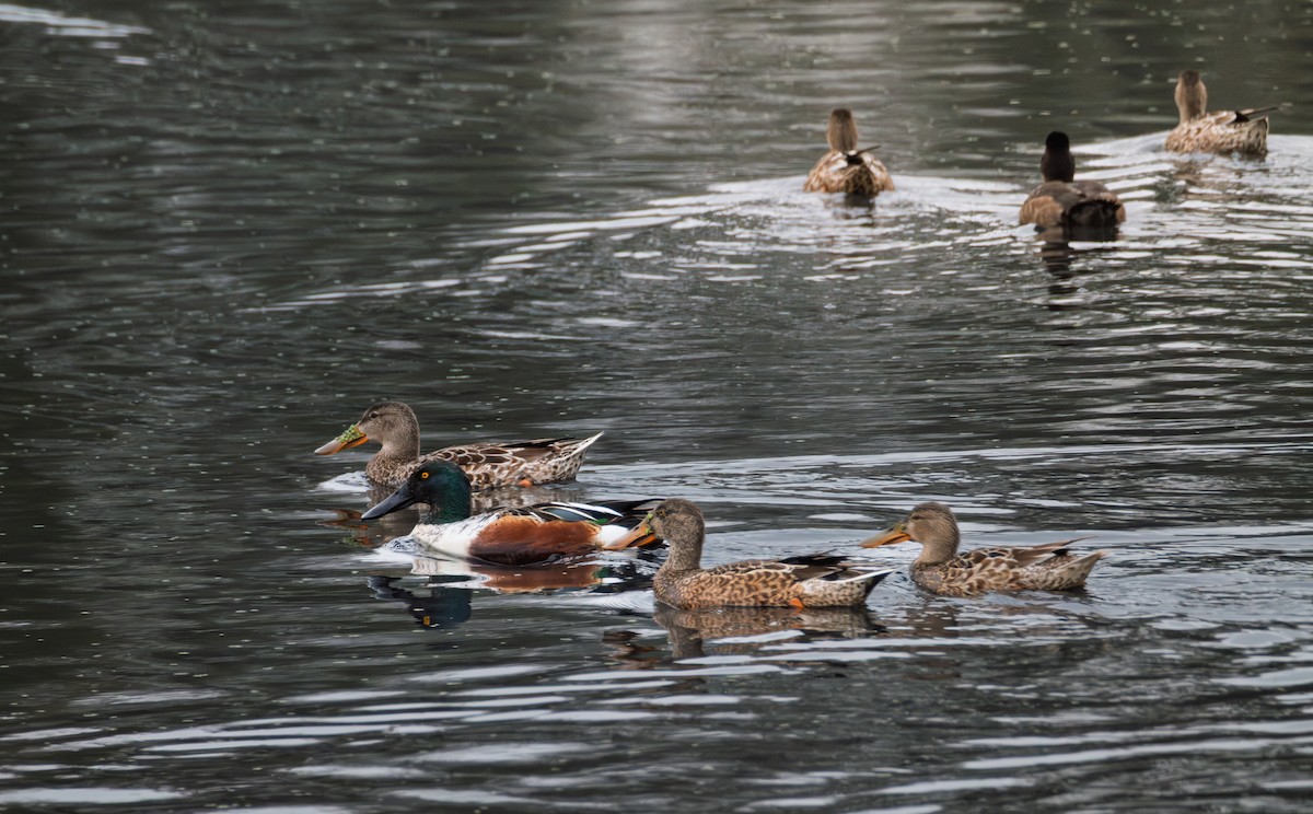 Халбага нугас - ML646643496