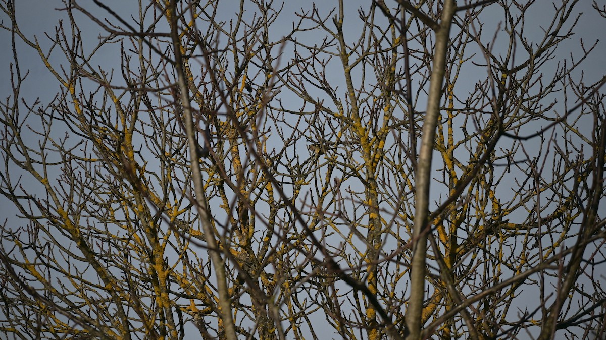 Pinson des arbres - ML646643497