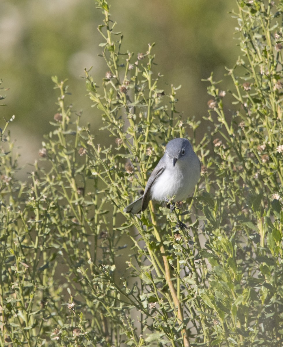 Blue-gray Gnatcatcher - ML646643498