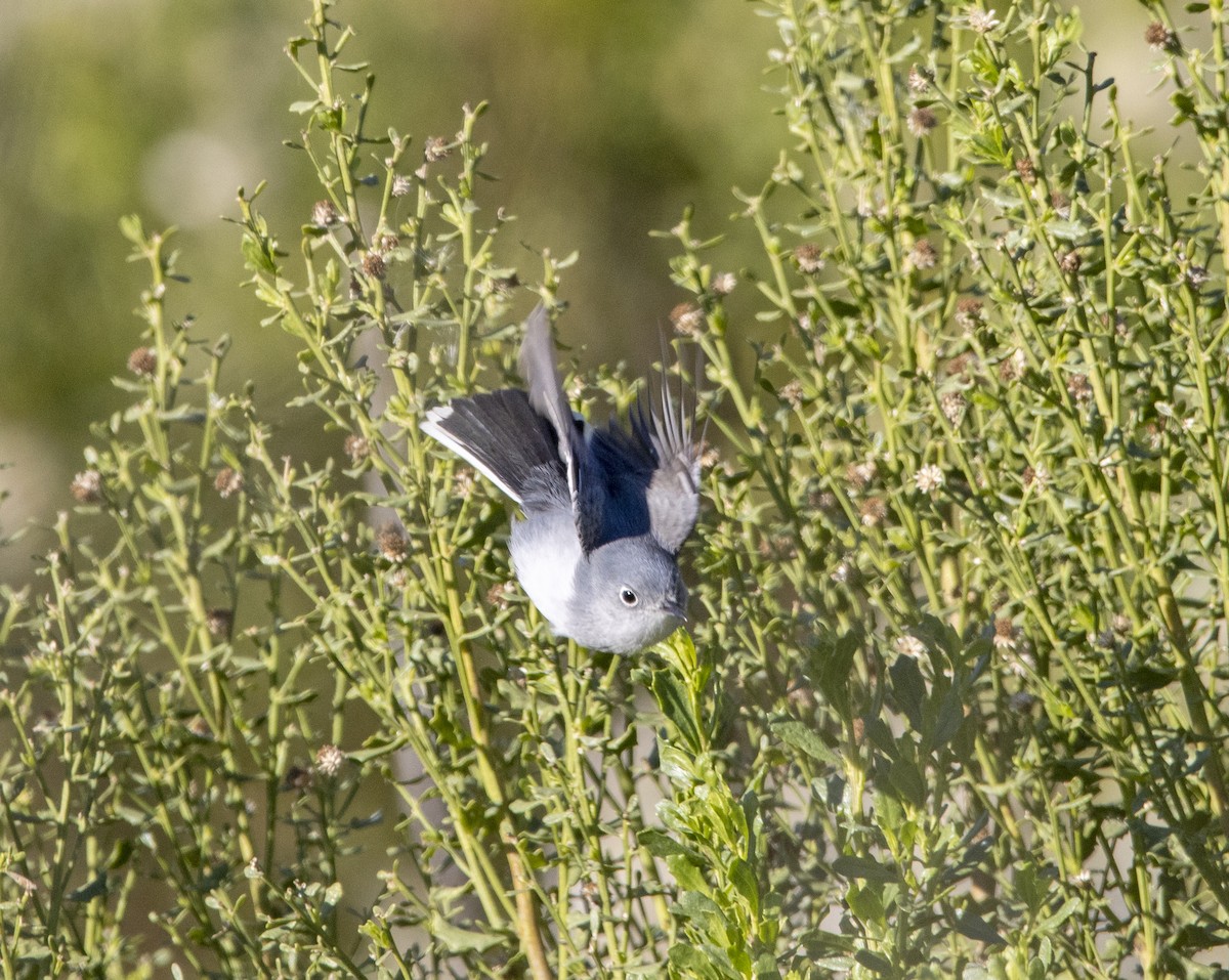 Blue-gray Gnatcatcher - ML646643499