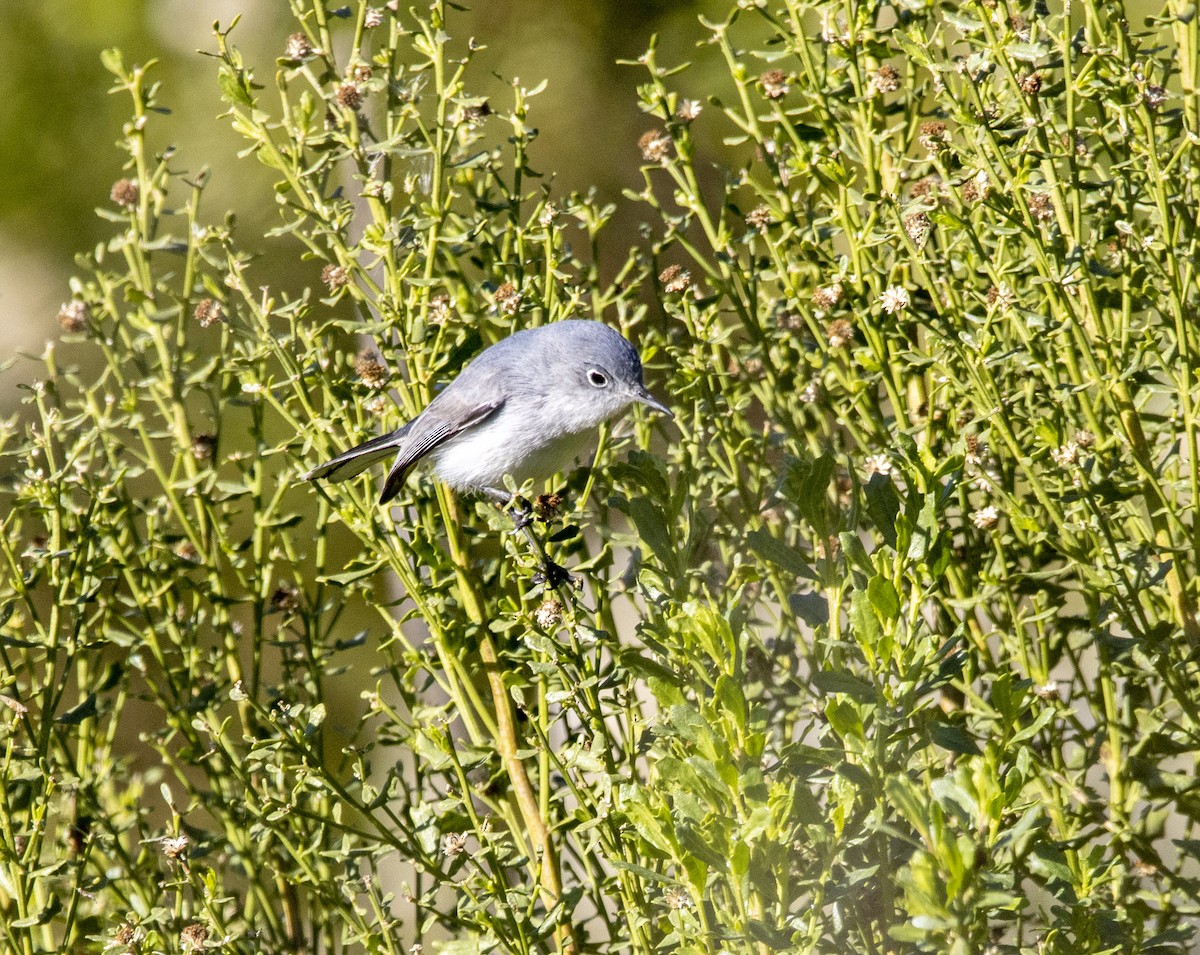 Blue-gray Gnatcatcher - ML646643501