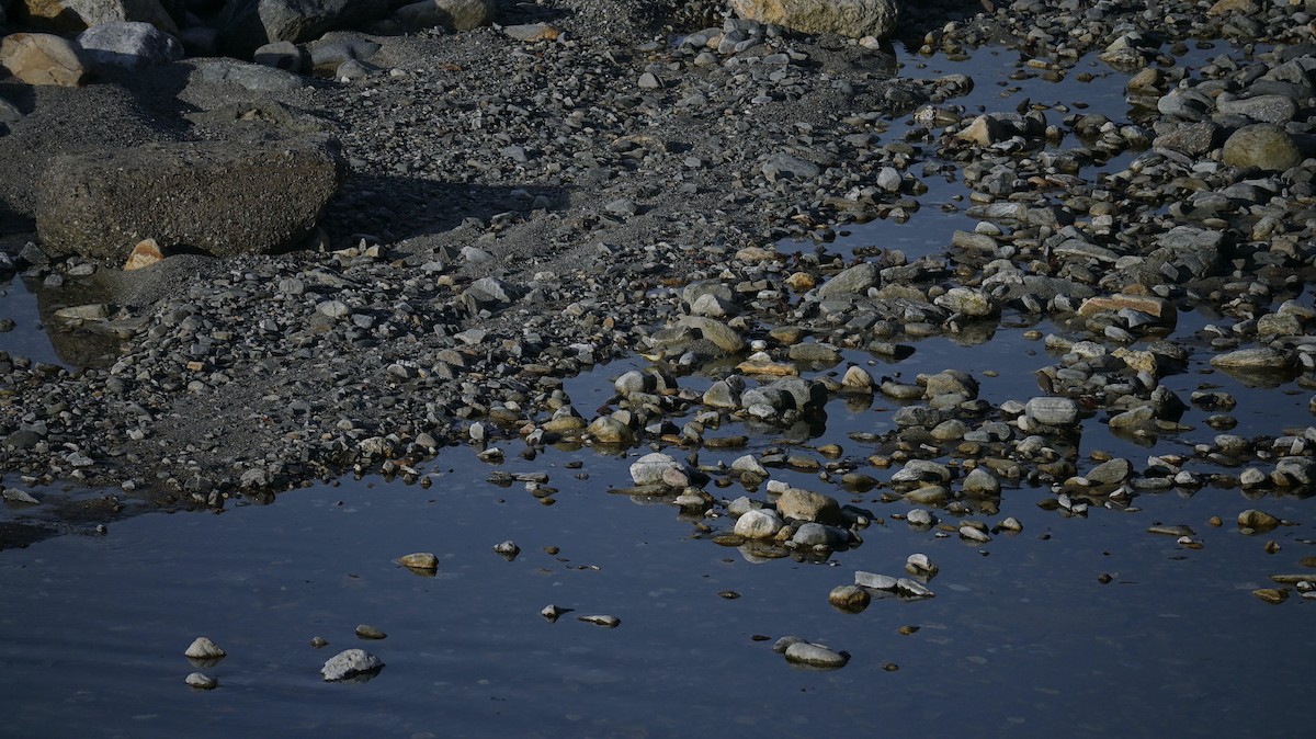 Bergeronnette des ruisseaux - ML646643505