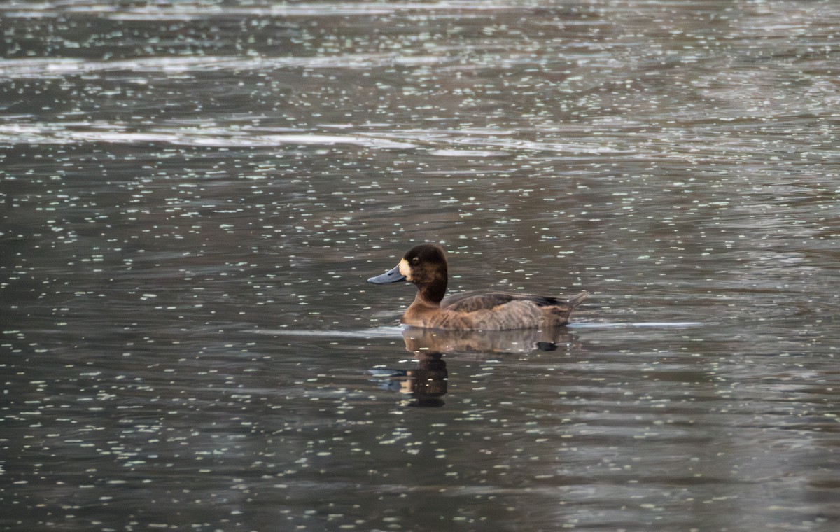 Тэнгисийн шумбуур - ML646643506