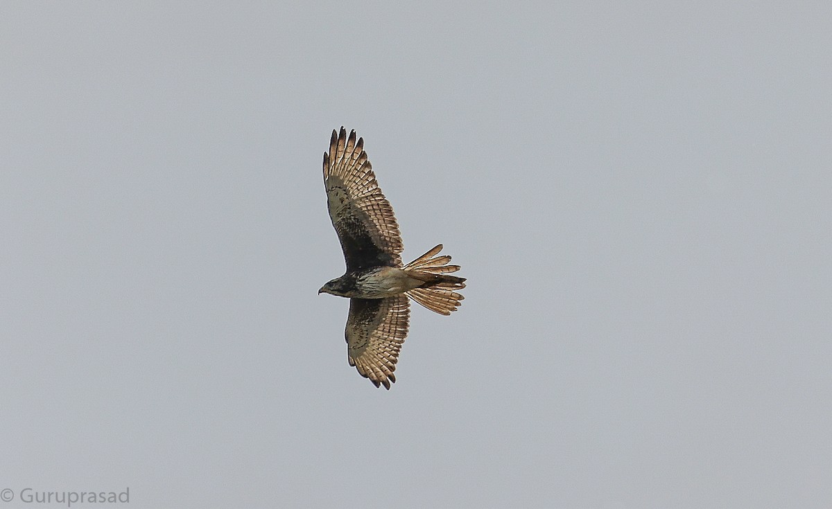 White-eyed Buzzard - ML646643507