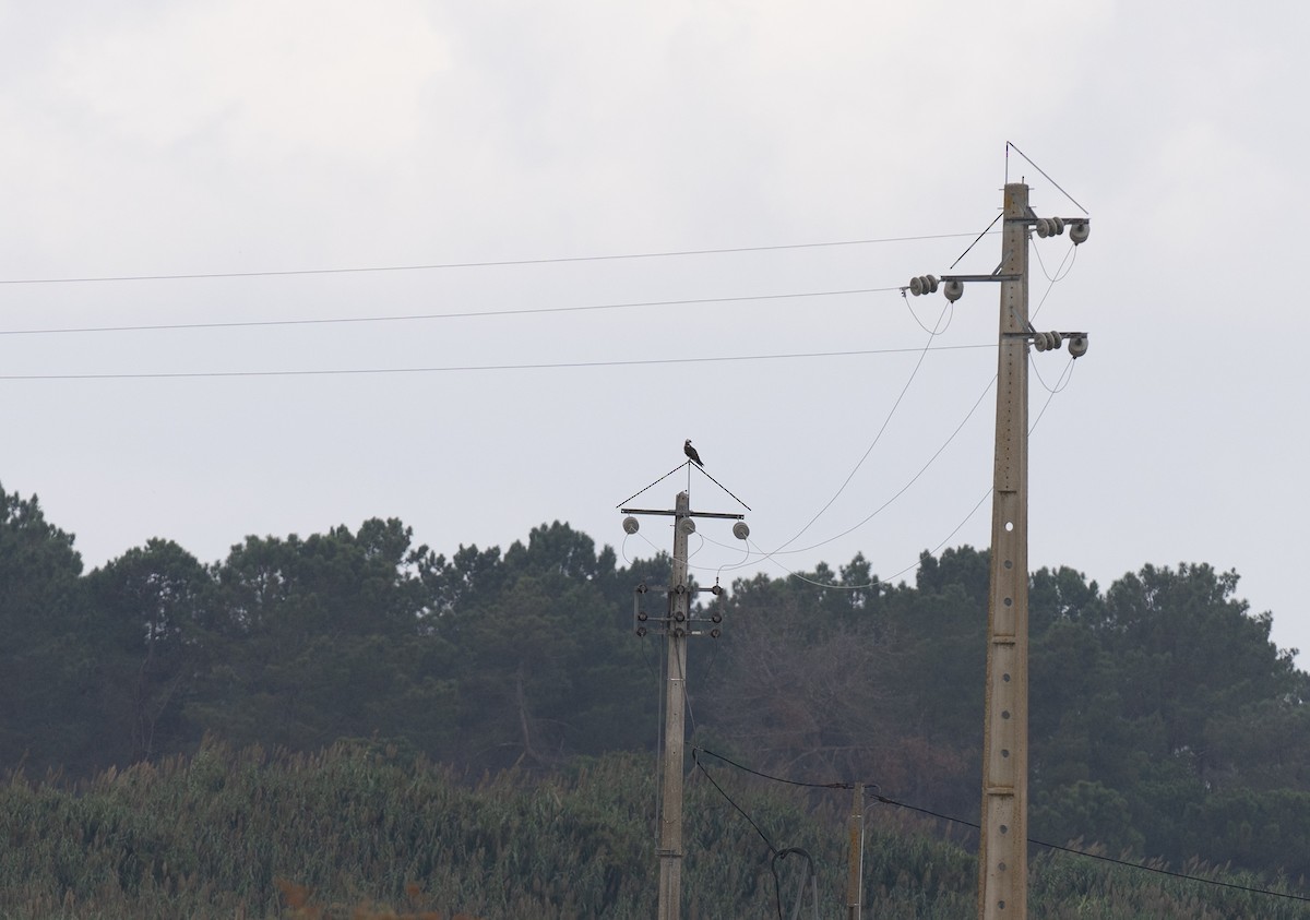 orlovec říční - ML646643510