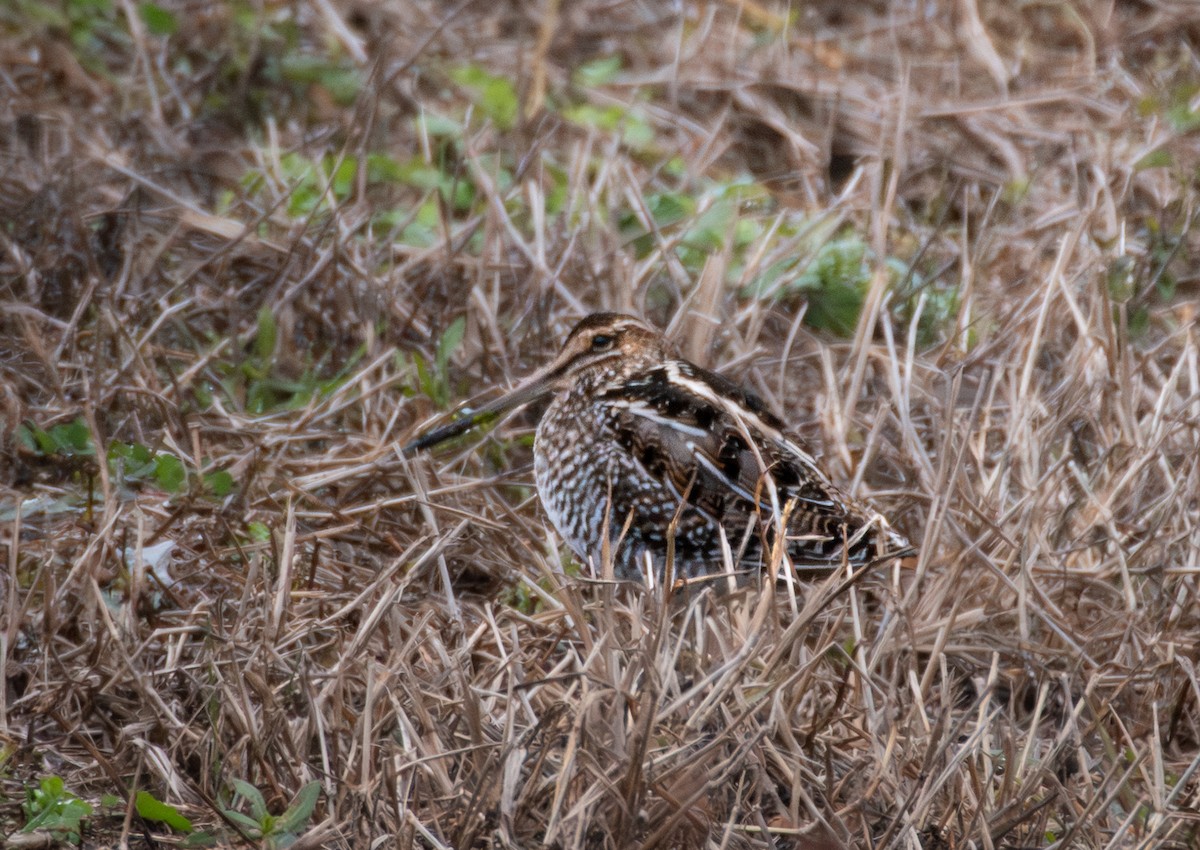 Wilson's Snipe - ML646643514