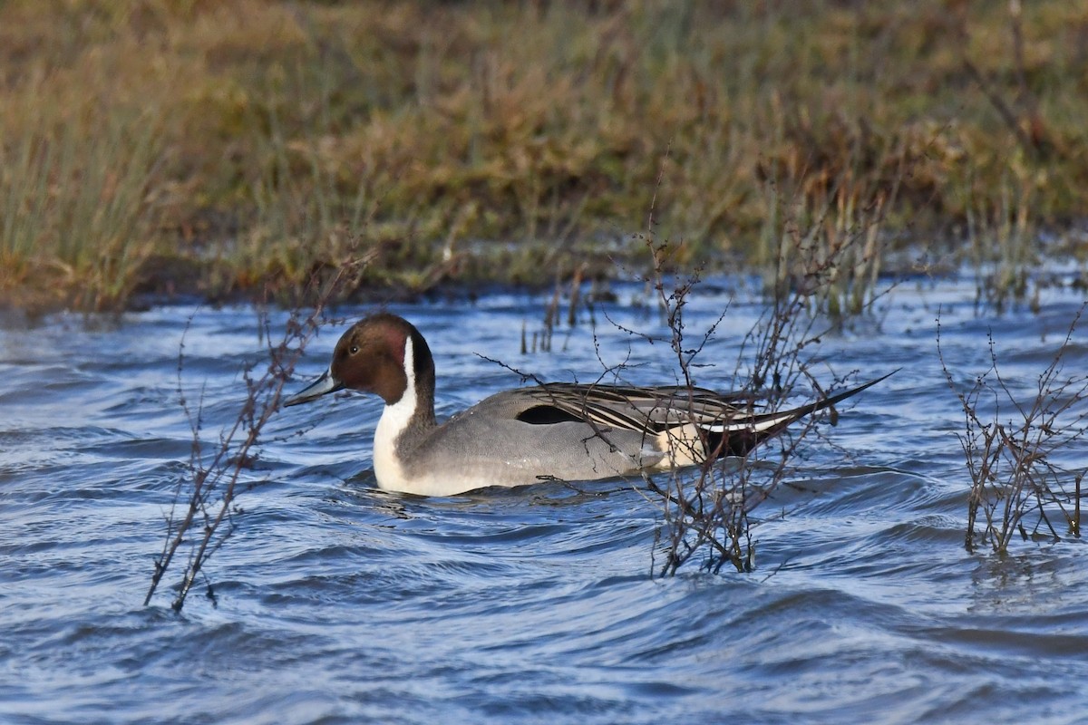 Northern Pintail - ML646643516