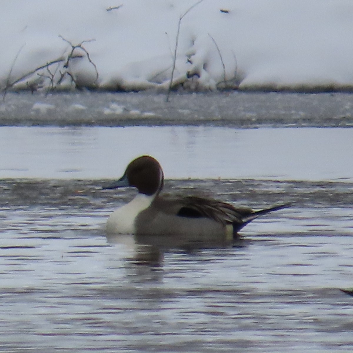 Ánade Rabudo - ML646643520