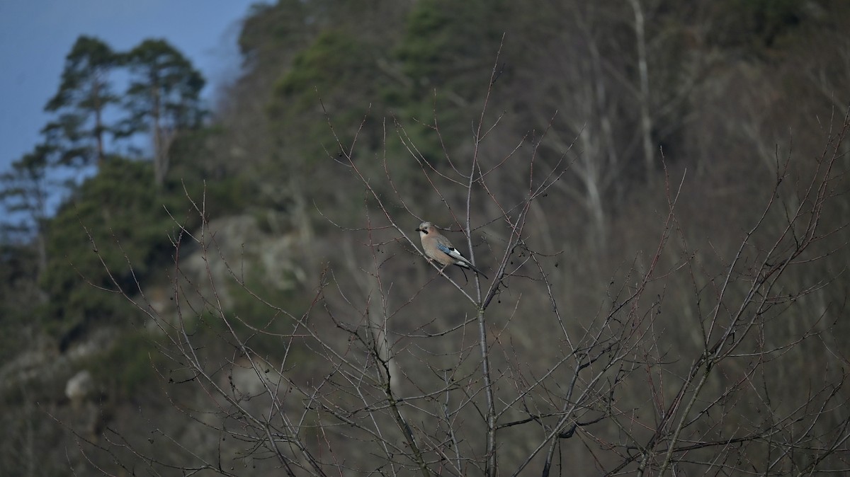Geai des chênes - ML646643529