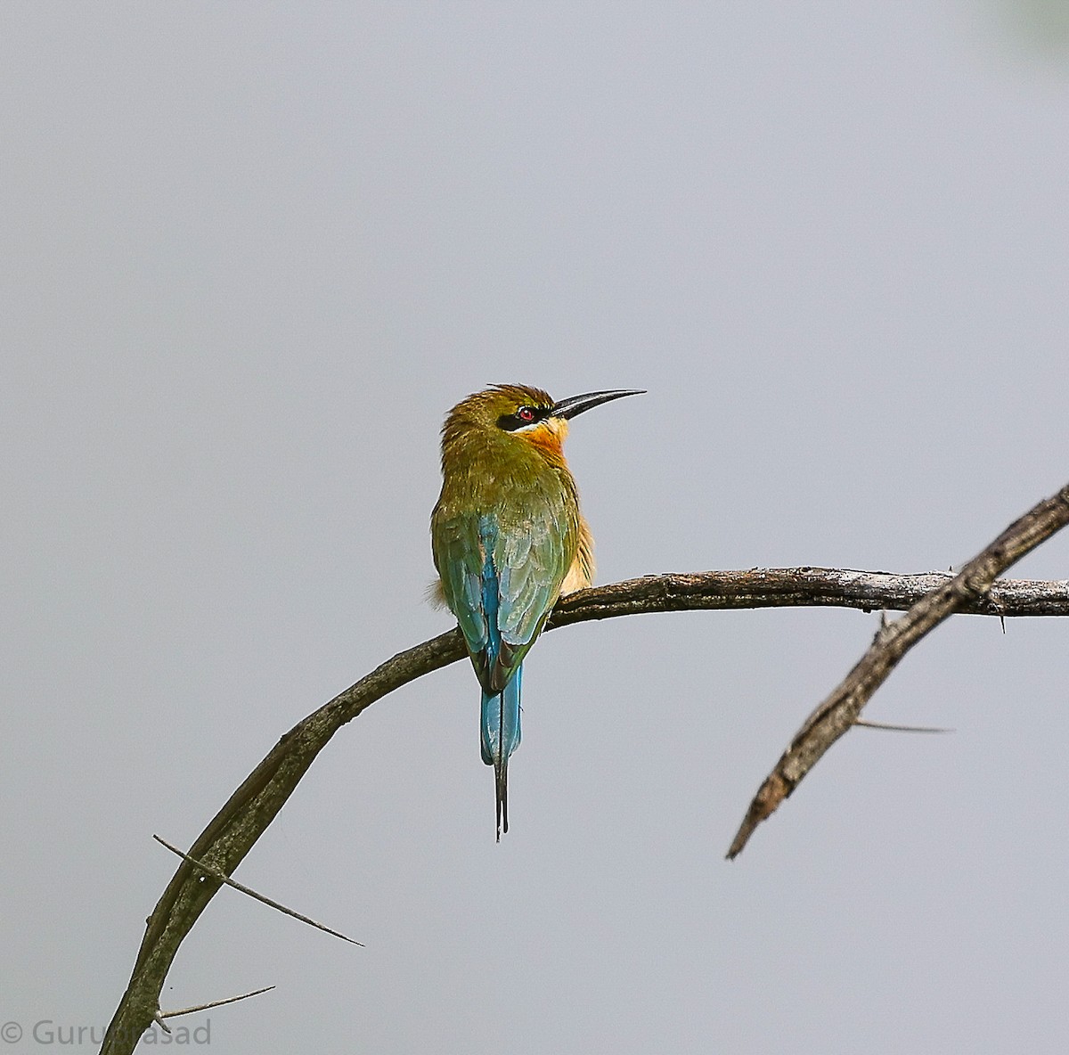 Blue-tailed Bee-eater - ML646643531