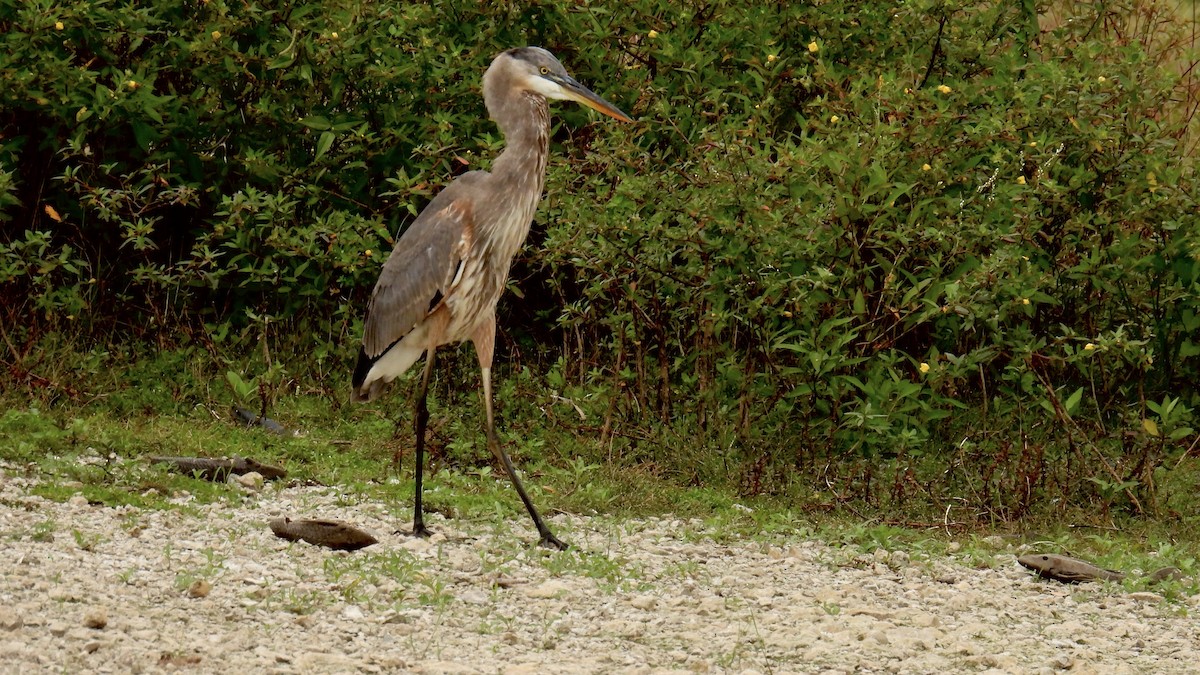 Grand Héron - ML646643533