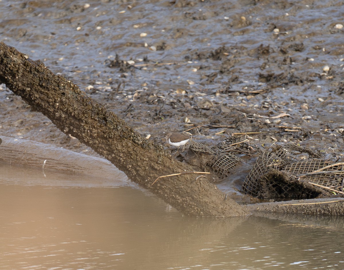 pisík obecný - ML646643538