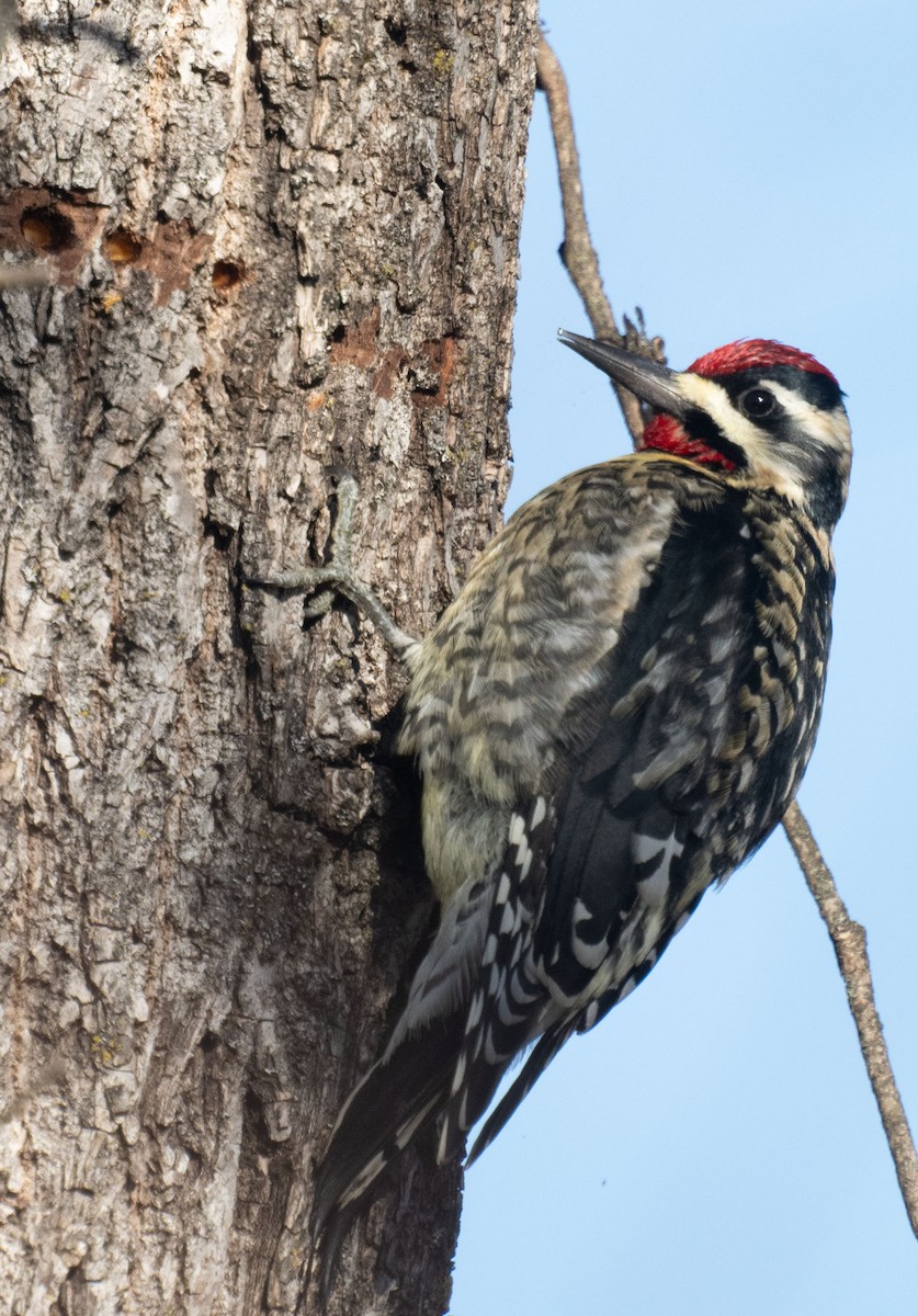 נקר צהוב-בטן - ML646643545