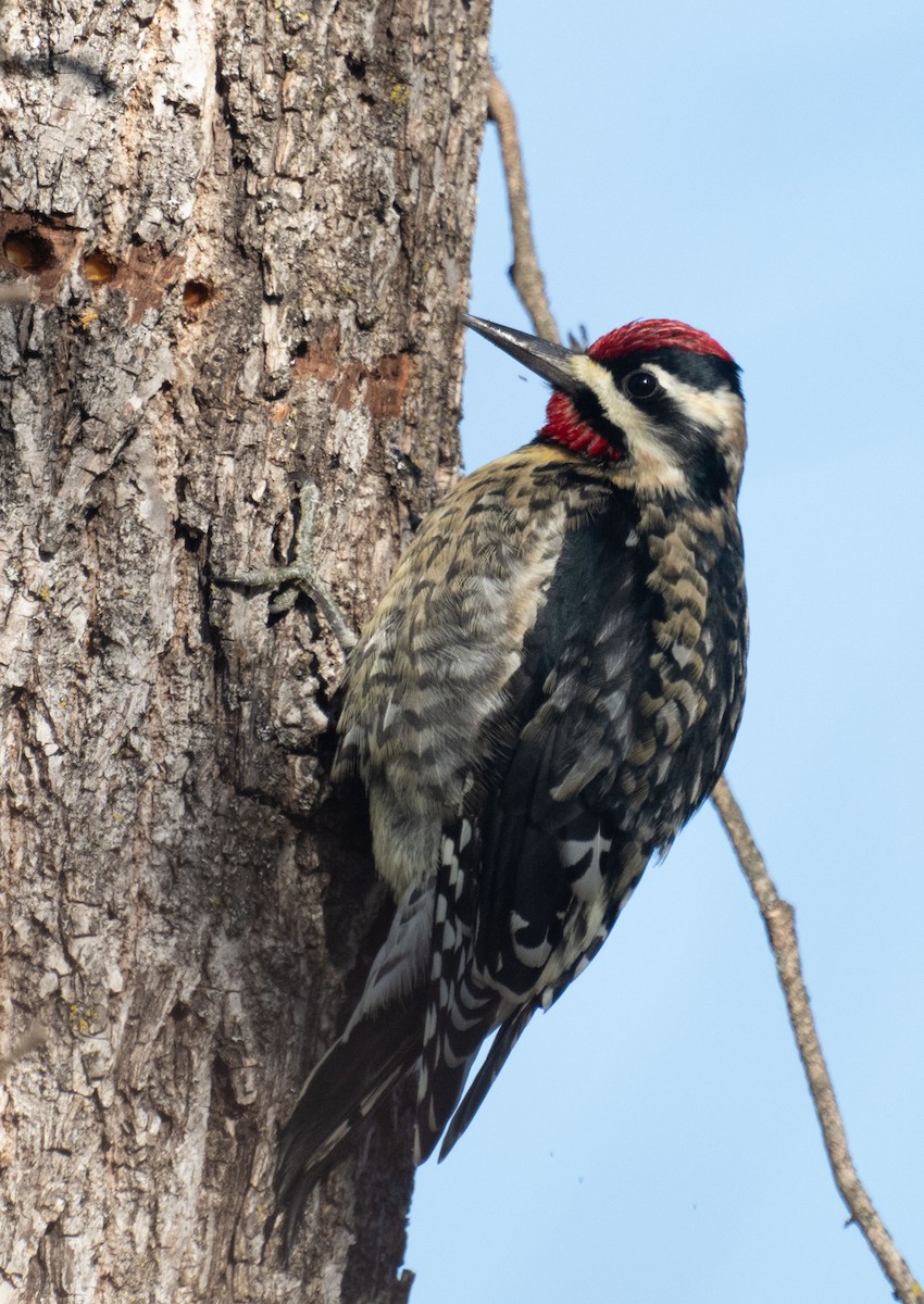 נקר צהוב-בטן - ML646643546