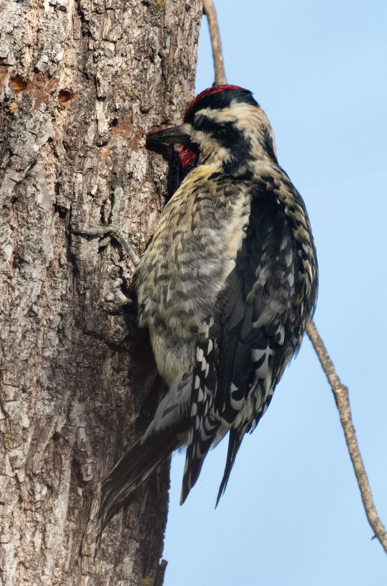 נקר צהוב-בטן - ML646643547