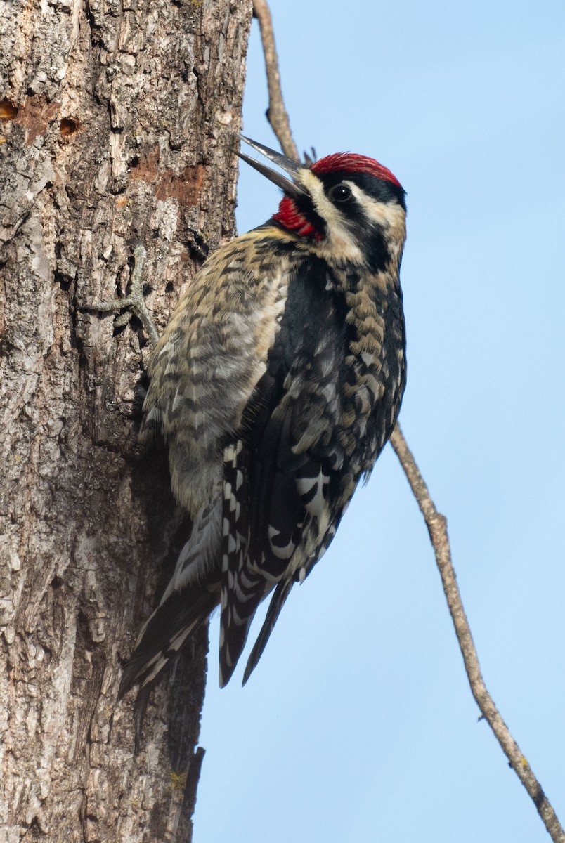נקר צהוב-בטן - ML646643548