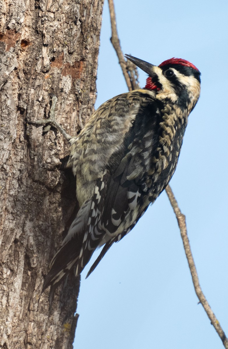 נקר צהוב-בטן - ML646643549