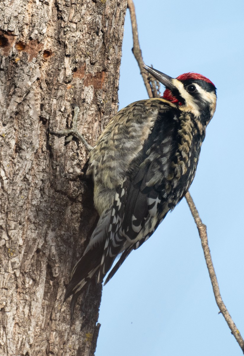 נקר צהוב-בטן - ML646643550