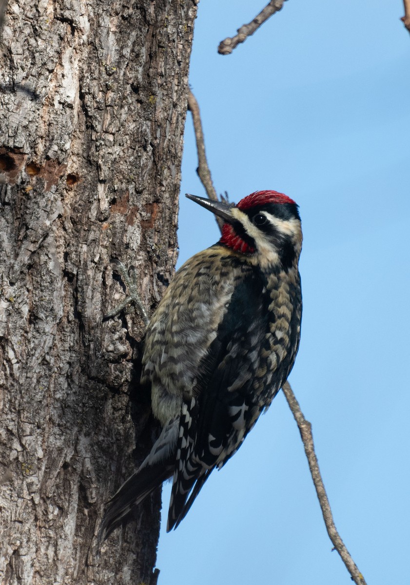 נקר צהוב-בטן - ML646643551
