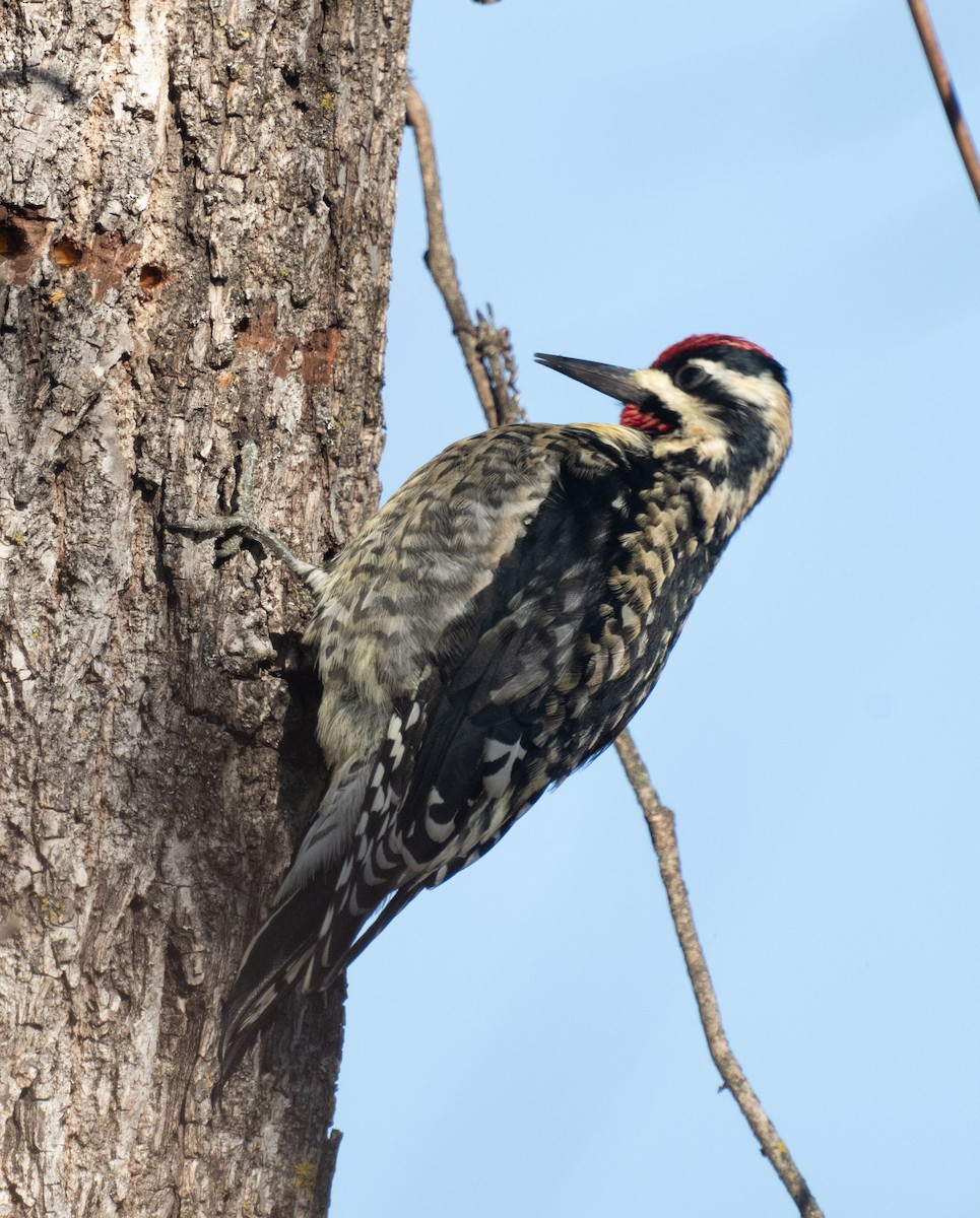 נקר צהוב-בטן - ML646643552