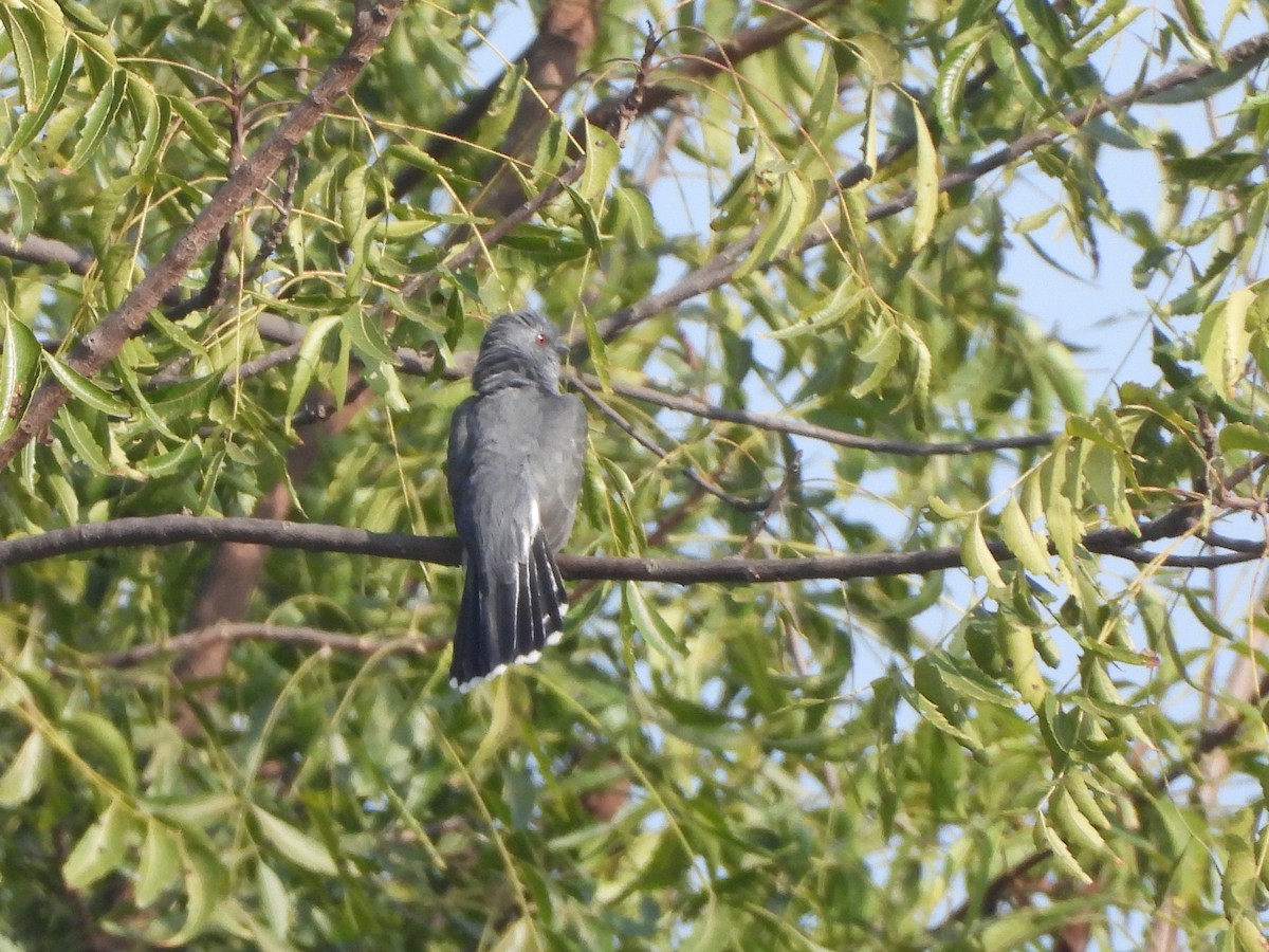 kukačka šedobřichá - ML646643554