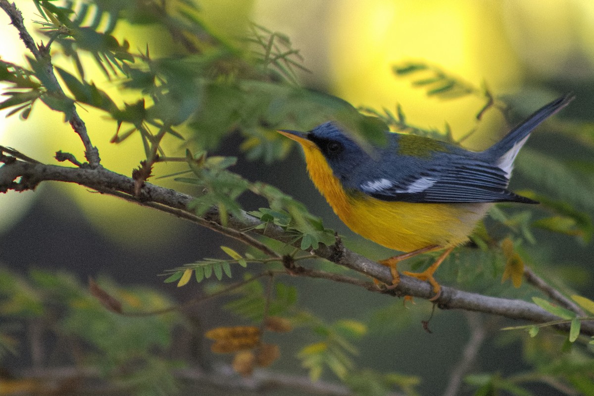 Tropical Parula - ML646643561