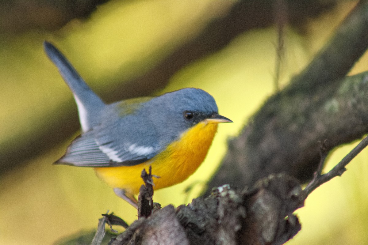 Tropical Parula - ML646643562