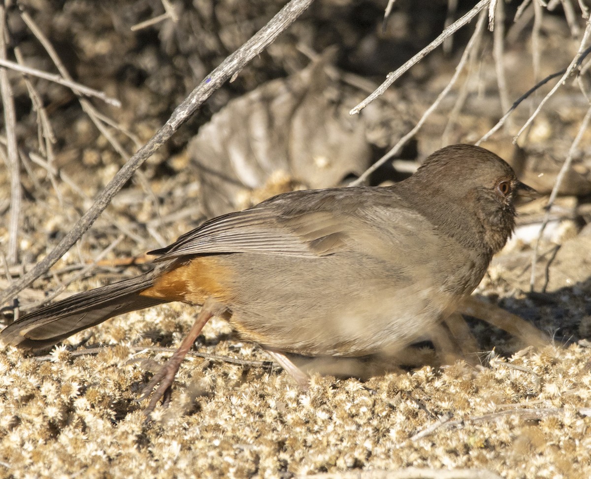 California Towhee - ML646643568