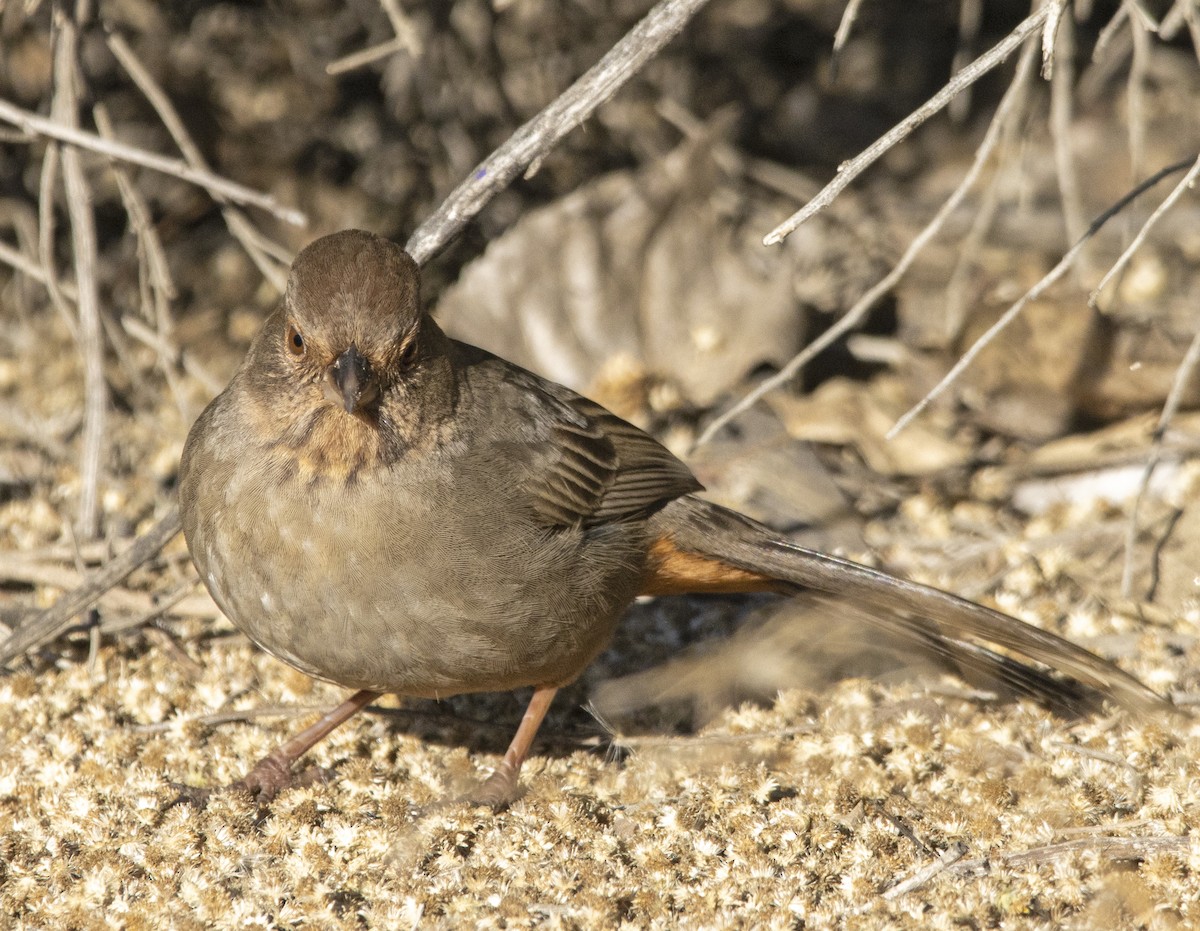 California Towhee - ML646643571