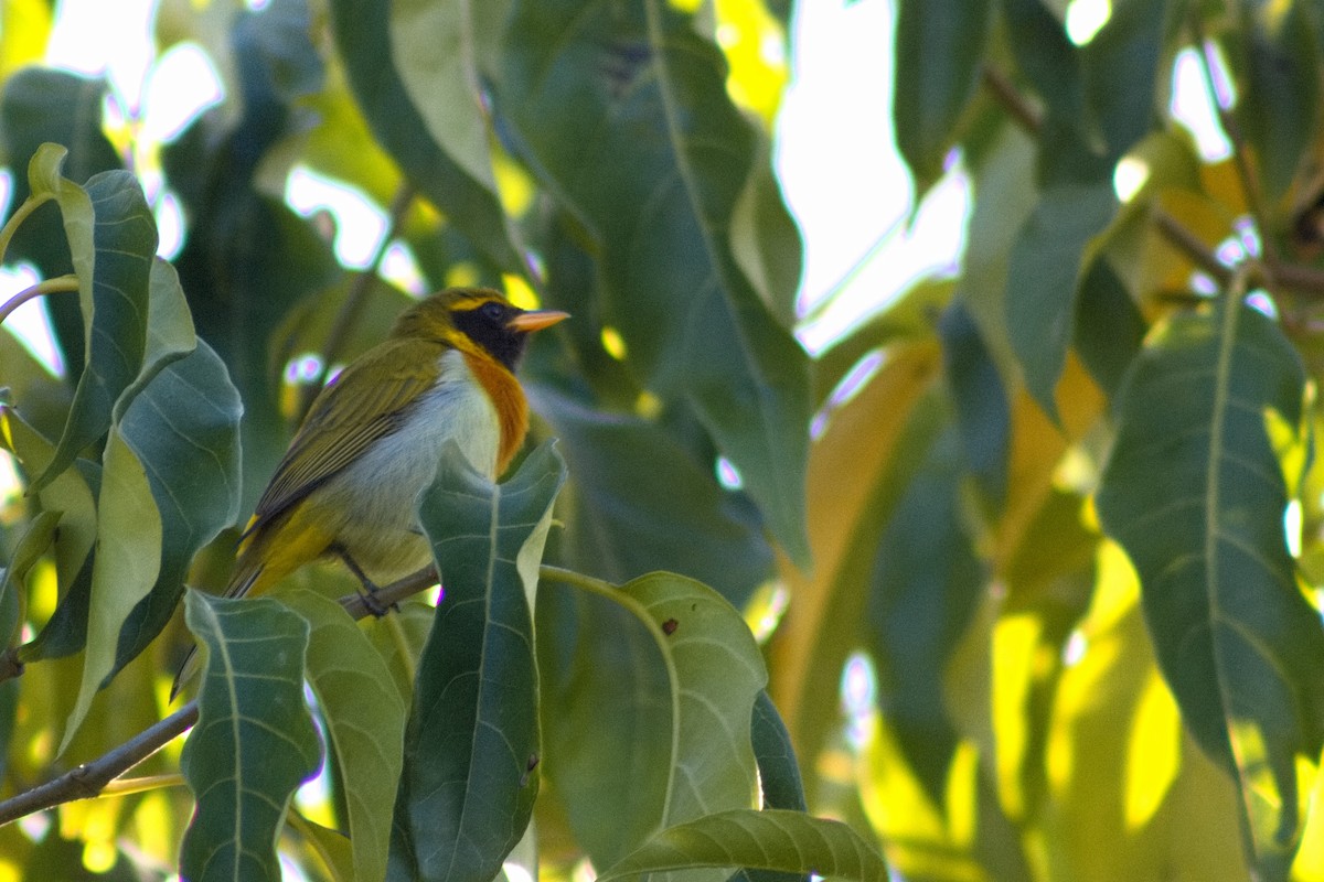 Guira Tanager - ML646643572