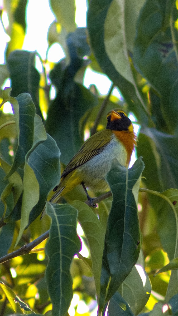 Guira Tanager - ML646643573
