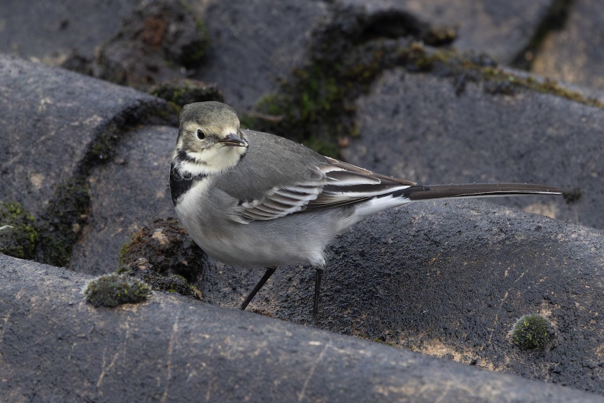 Bergeronnette grise (yarrellii) - ML646643575