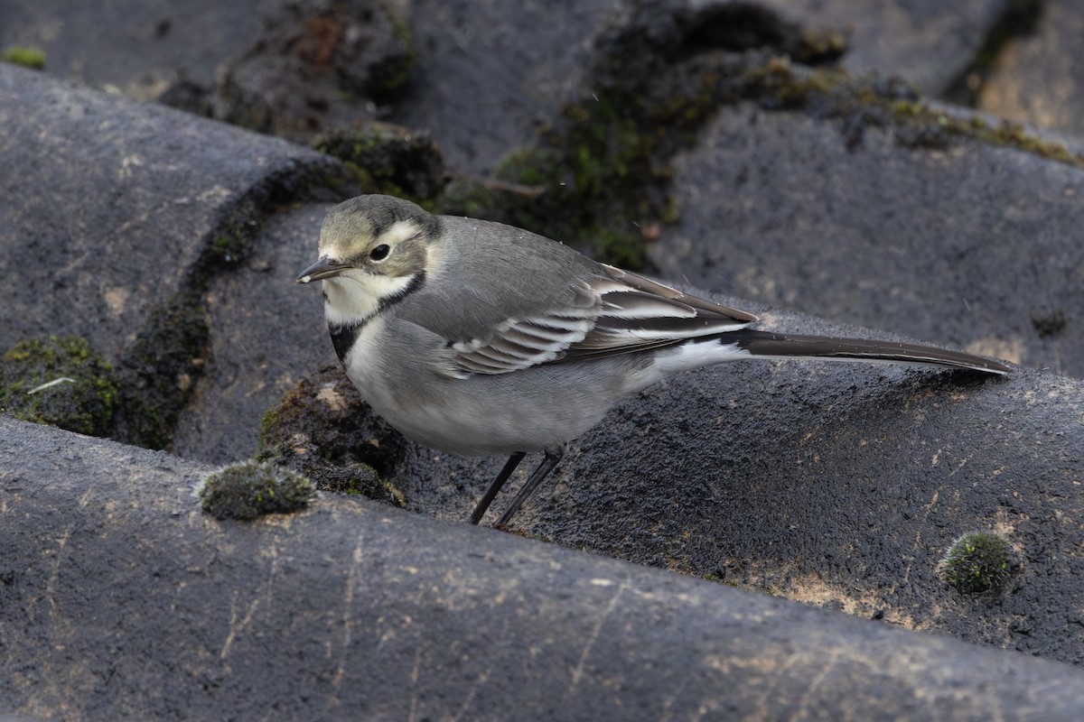 Bergeronnette grise (yarrellii) - ML646643576