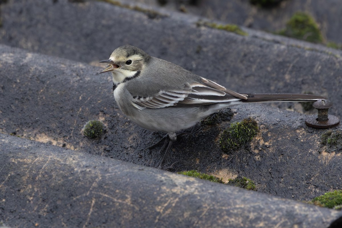 Bergeronnette grise (yarrellii) - ML646643577