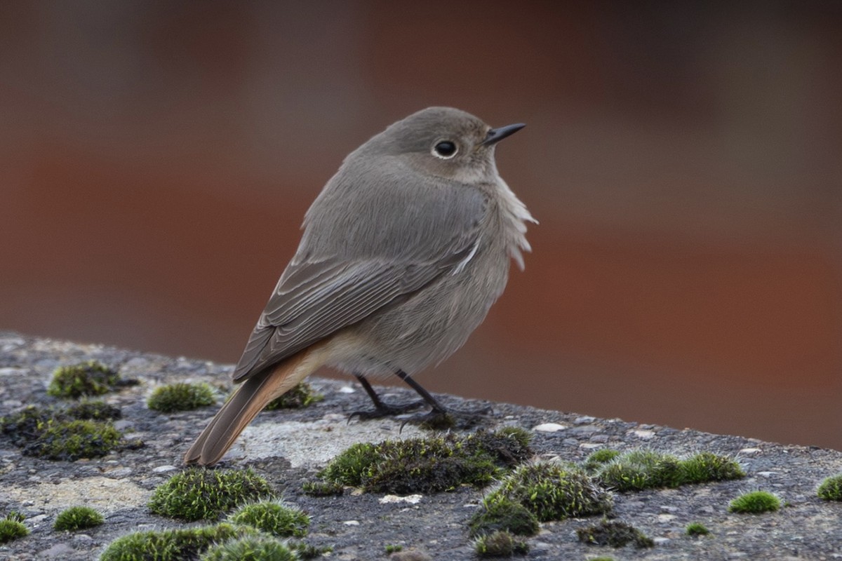 חכלילית סלעים - ML646643581