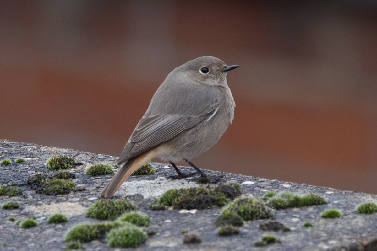 חכלילית סלעים - ML646643582