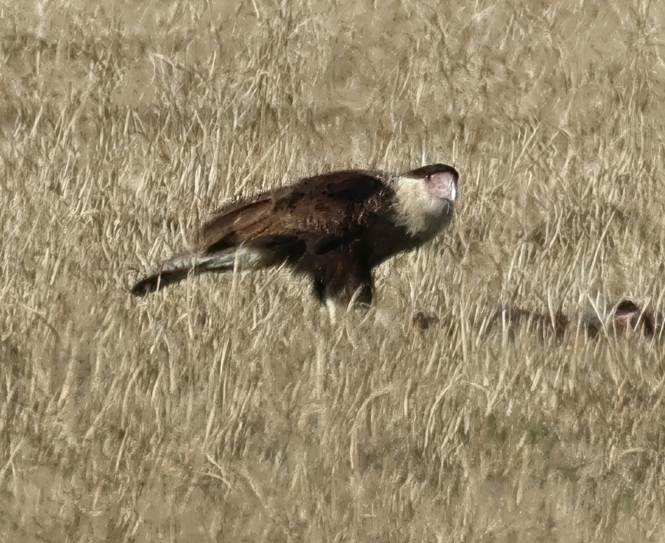 Caracara Carancho (norteño) - ML646643586