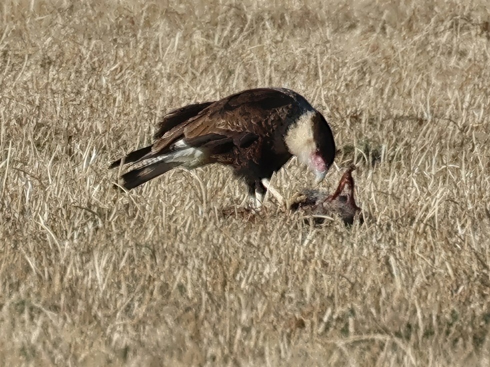 Caracara Carancho (norteño) - ML646643587