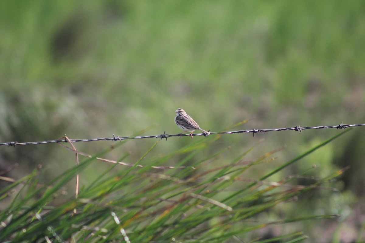 Savannah Sparrow - ML646643588