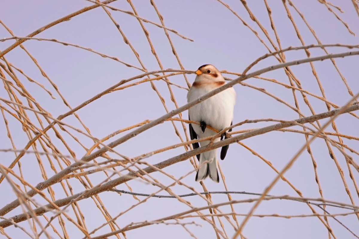 Пуночка - ML646643591