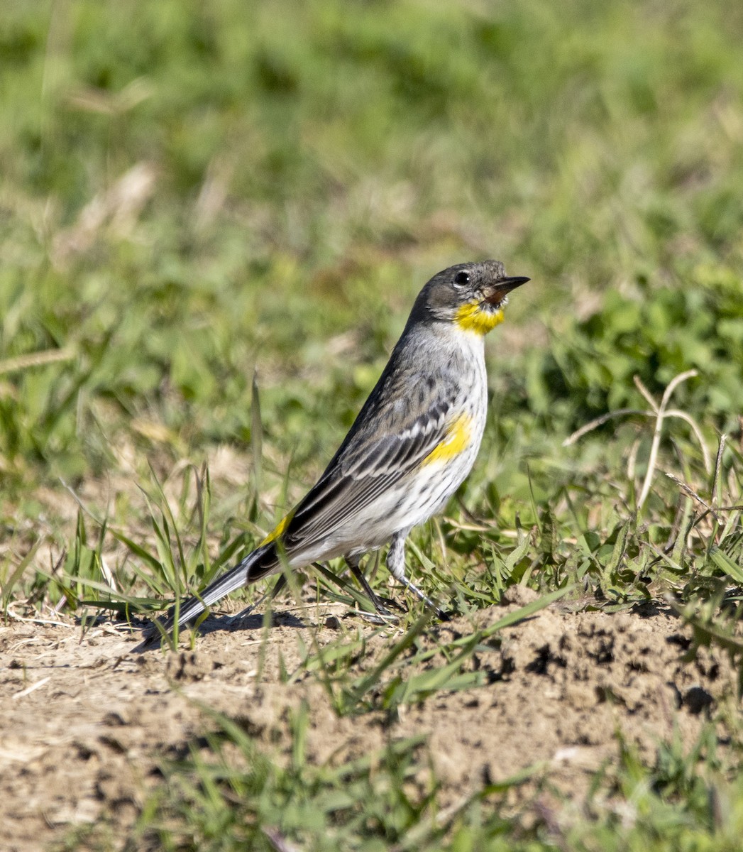 Yellow-rumped Warbler (Audubon's) - ML646643593