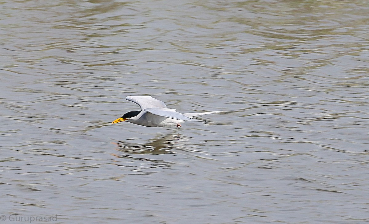 River Tern - ML646643601